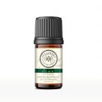 Aceite esencial de Pino 5 ml